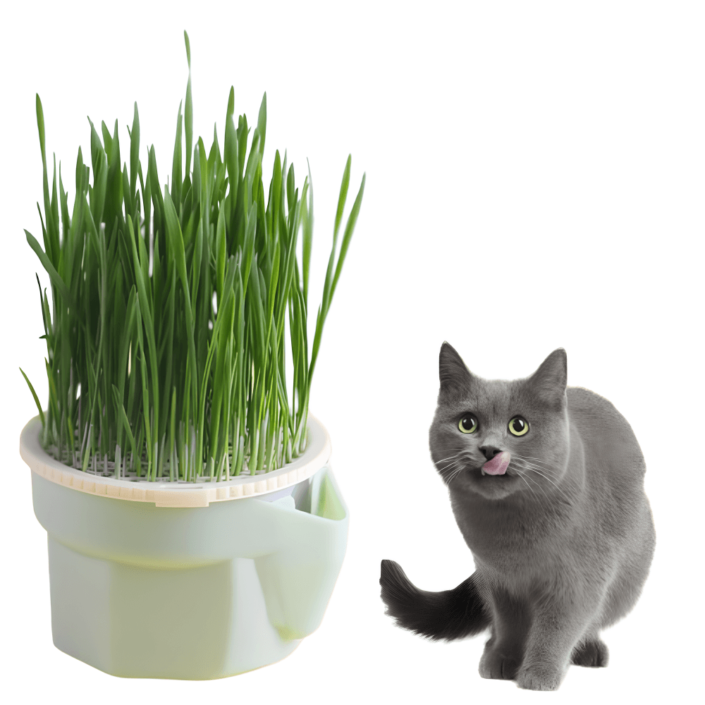 Macetas para plantas para gatos