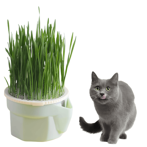 Macetas para plantas para gatos