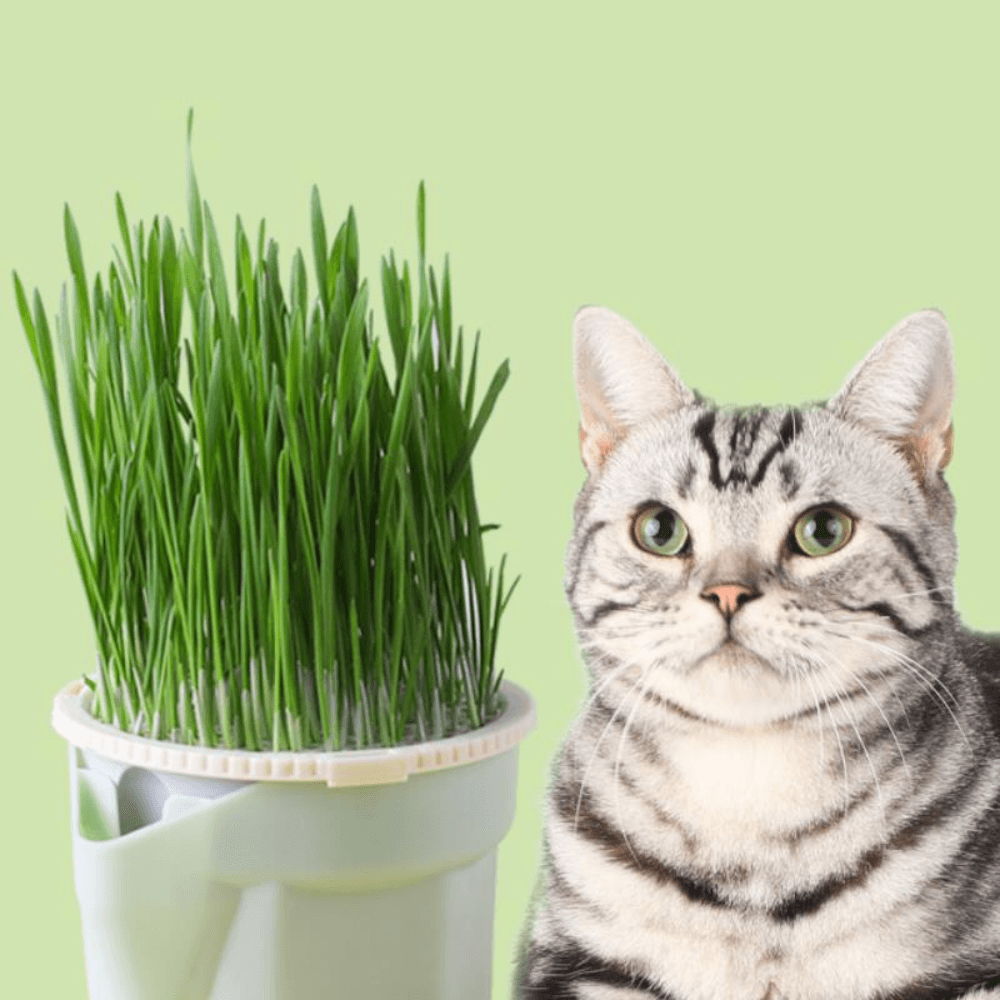 Macetas para plantas para gatos